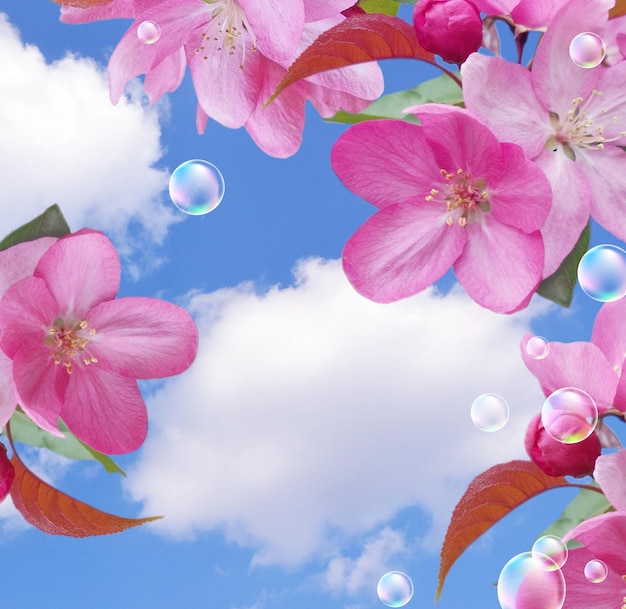 Pink flowers and bubbles against the clouds sky