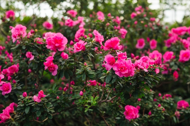 Pink flowers and buds of rhododendron blurred background