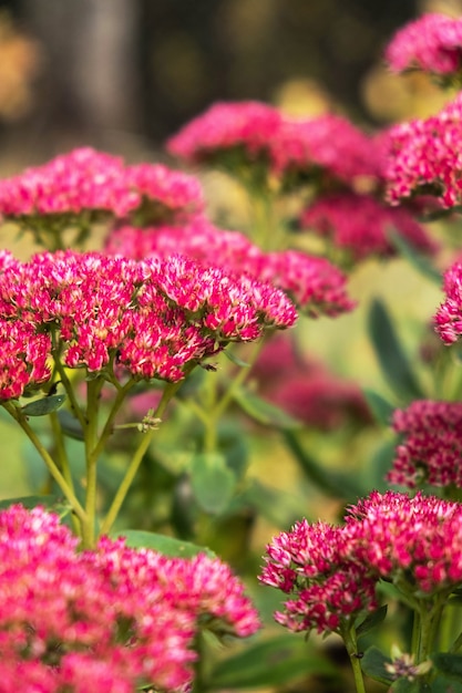 Pink flowers on the bushes, close-up