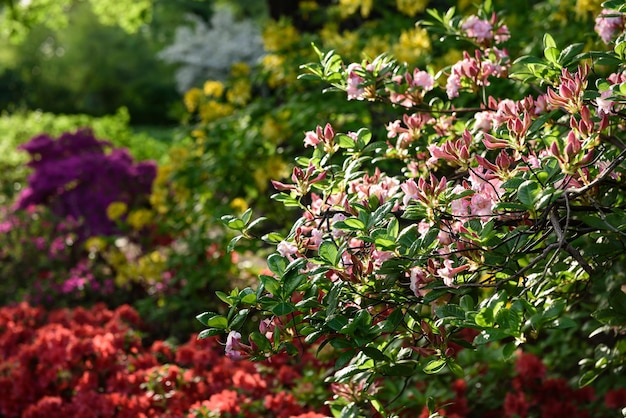 Pink flowers on the bushes