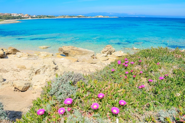 イタリアのサルデーニャ島で撮影されたカポテスタの海岸線によるピンクの花