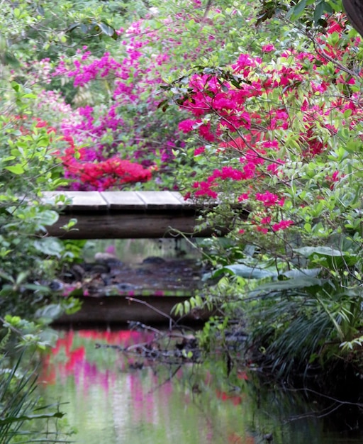 Photo pink flowers by lake