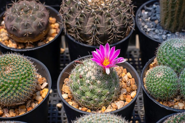 キャスタのピンクの花それは鉢植えの花です。