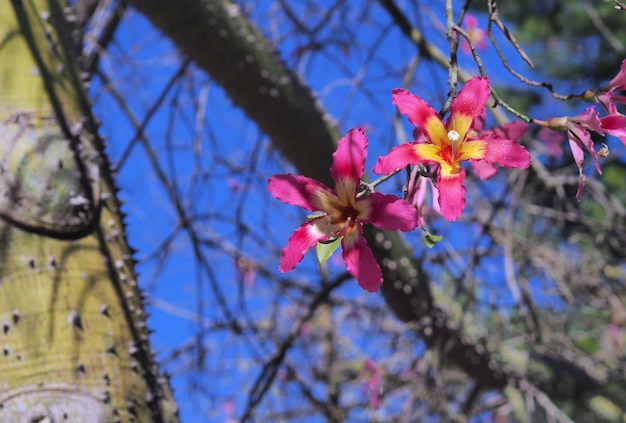 Ceiba speciosa Chorisia 나무의 분홍색 꽃은 밝은 푸른 하늘 배경을 배경으로 설정됩니다.