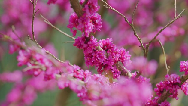 Розовые цветы ветвей cercis siliquastrum cercis siliqastrum или дерева juda с пышными розовыми цветами