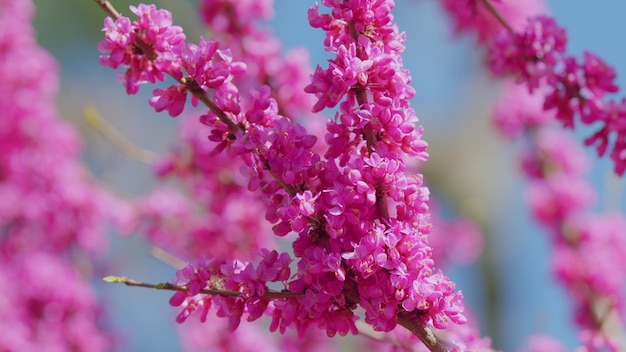 세르시스 실리쿠아스트럼 (Cercis siliquastrum) 의 분홍색 꽃, 꽃이 풍부한 분홍색으로 꽃을 피우는 세르시с 실리큐아스트럼 또는 유다 나무의 가지