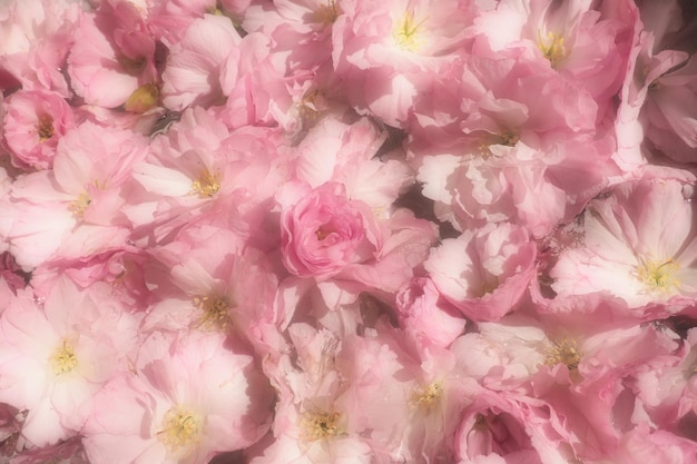 Photo pink flowers cherry sakura background flower wall soft selective focus holiday postcard pink petals and yellow stamens beautiful background blurry art spring cherry blossom prunus serrulata