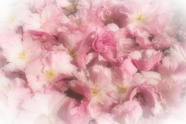 Pink flowers cherry sakura background Flower wall Soft selective focus Holiday postcard Pink petals and yellow stamens Beautiful background White vignette Blurry art Spring cherry blossom