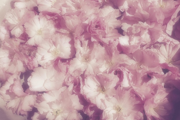 Pink flowers cherry sakura background flower wall soft selective focus holiday postcard pink petals