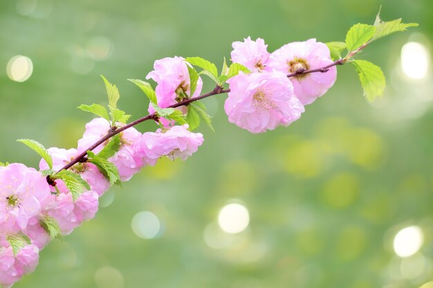 Pink flowers on cherry tree branch on light green background, soft focus macro. Beautiful soft spring background.