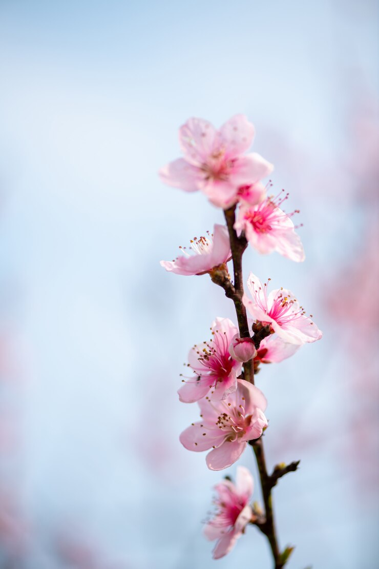 Photo 桜のピンクの花ピンクの梅の花のクローズアップ