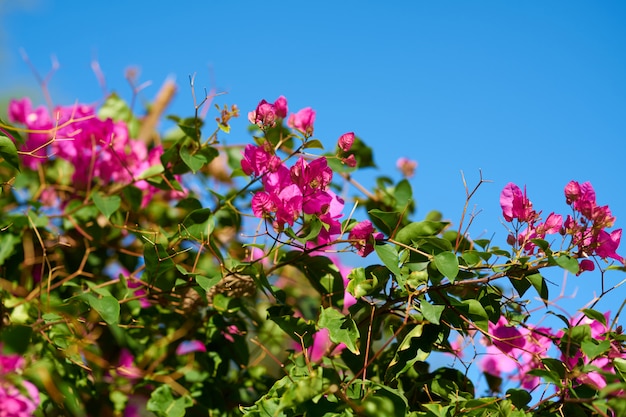 Pink flowers close-up