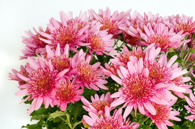 Pink flowers (closeup) of Chrysanthemum plant in flowerpot. Nature background.