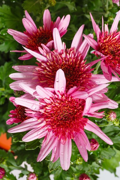 Pink flowers (closeup) of Chrysanthemum plant with drops of water on petals. Nature background.