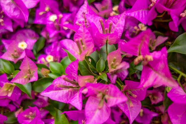 pink flowers closeup