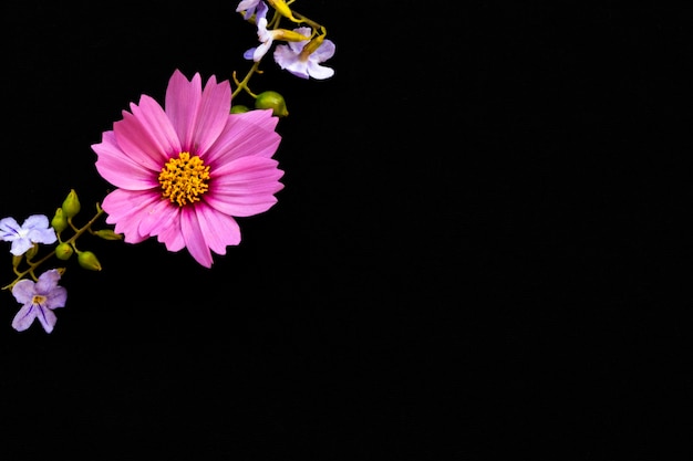 pink flowers cosmos arrangement flat lay on black