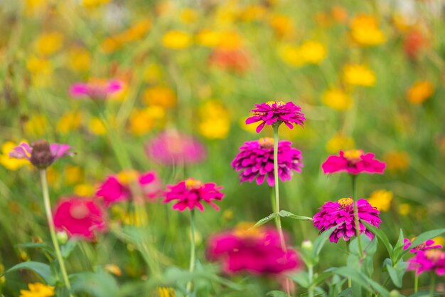 Pink flowers cosmos bloom beautifully in the garden of the nature