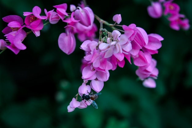 Pink Flowers in the design of natural dark tones