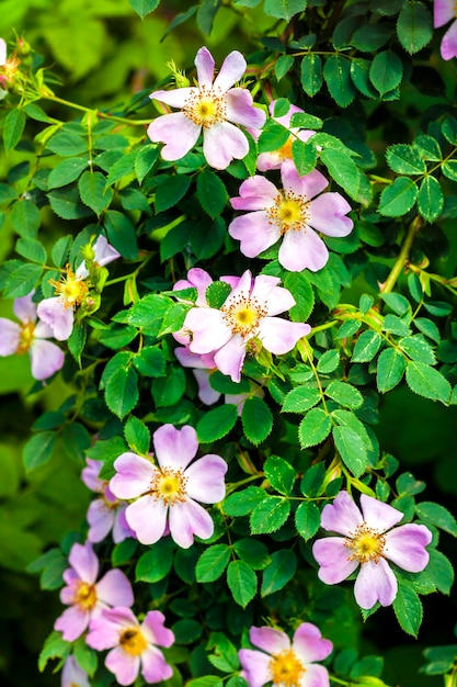 Pink flowers of dogrose closeup on green garden surface