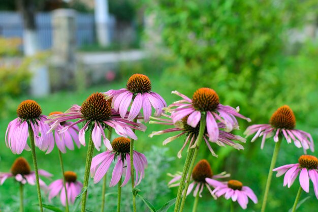 Pink flowers echinacea bush