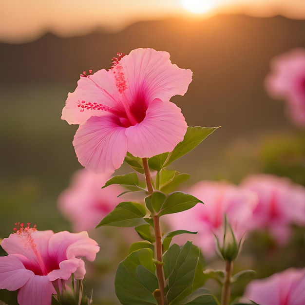 Photo pink flowers in a field with the sun setting behind them