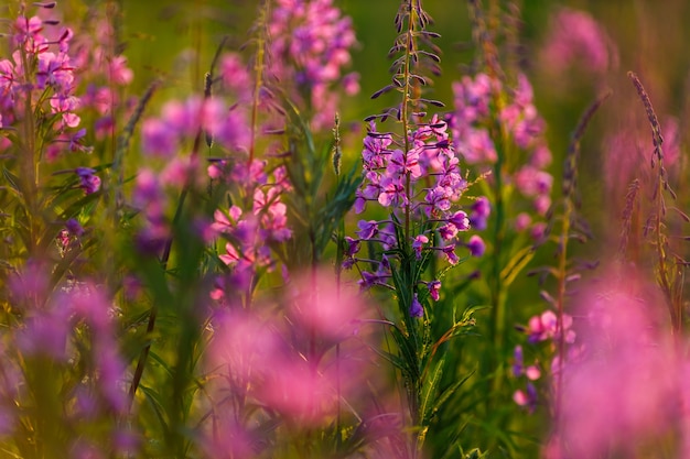 フィールドのピンクの花