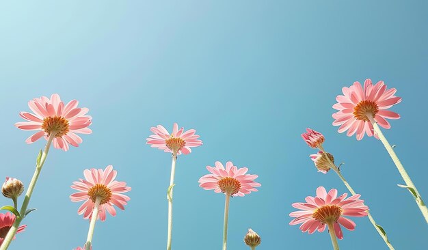 Pink flowers floating in the air