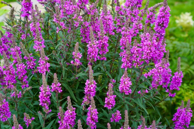 Pink flowers on a flower bed in the garden