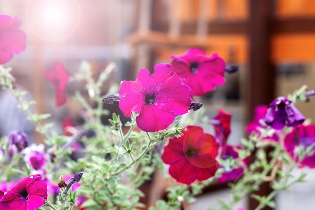 Fiori rosa in un'aiuola da vicino