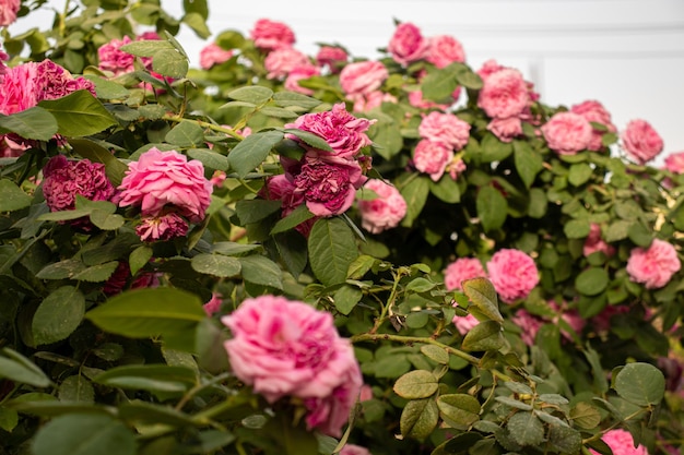 Pink flowers on flowers tree