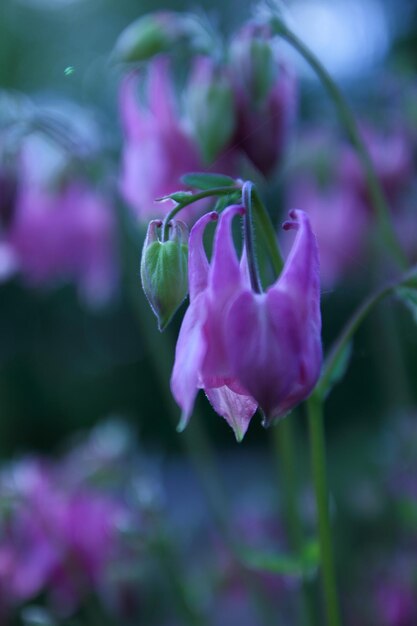 Pink flowers in the garden. Beautiful aquilegia flowers bloom outdoors in spring