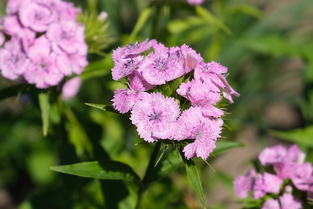 Pink flowers of garden cloves on a background