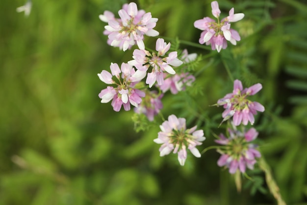 コピー スペースと緑の背景の庭のピンクの花