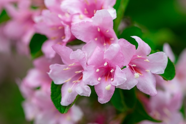 Pink flowers in the garden. Summer background.