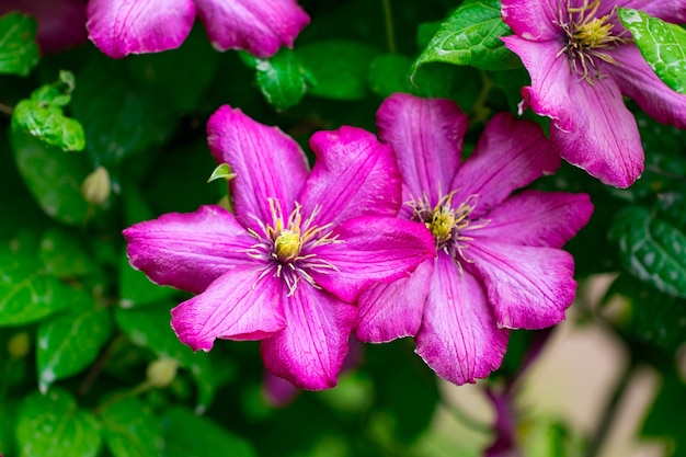 Pink flowers in the garden. Summer background.