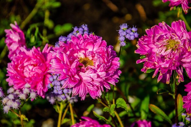 「春」と書かれた花の 1 つがある庭のピンクの花