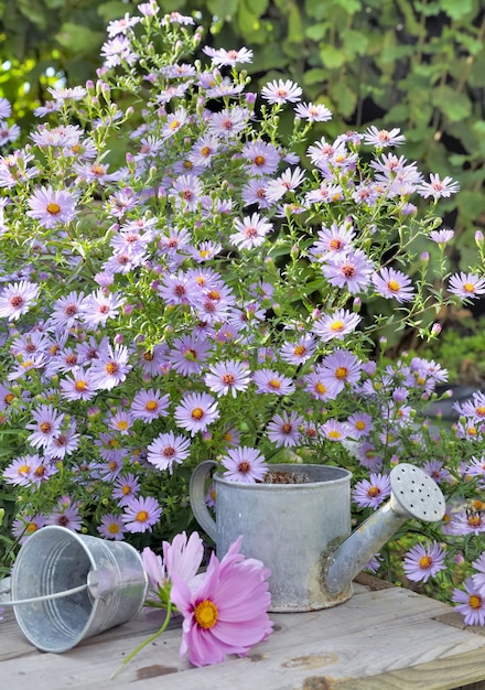 Pink flowers in garden