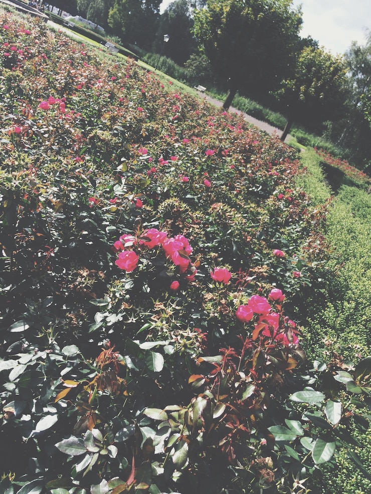 Photo 庭のピンクの花