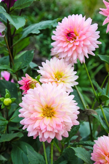 핑크 꽃, 정원