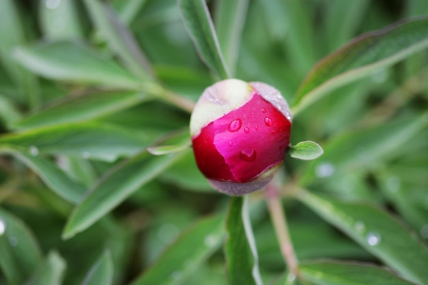 庭のピンクの花