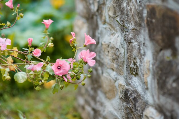 庭のピンクの花