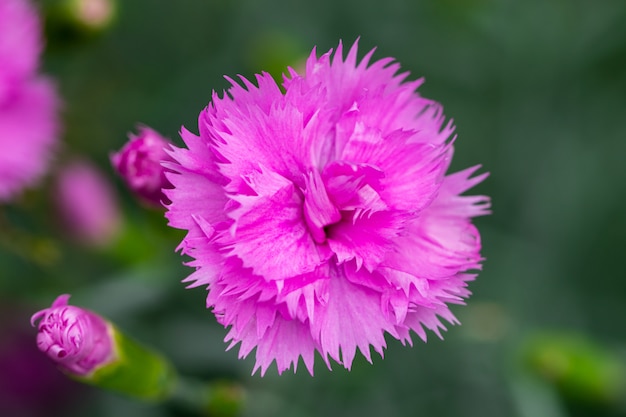 庭のピンクの花。