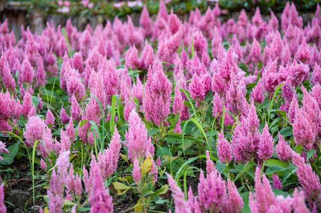 Photo pink flowers in the garden