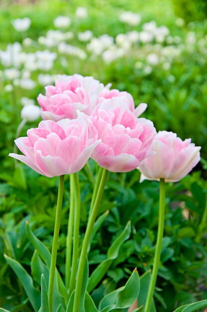 Pink flowers in the garden