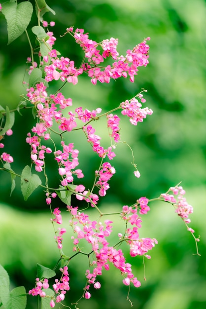 庭のピンクの花