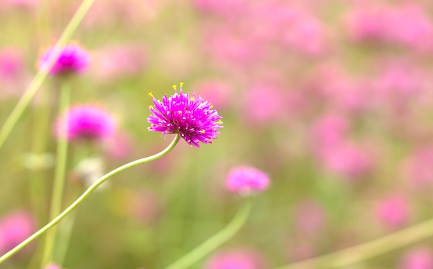 庭のピンクの花