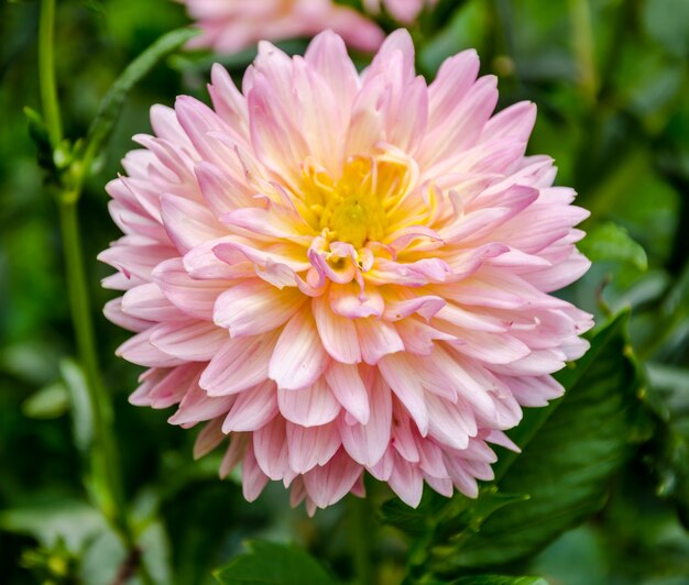 Pink flowers in the garden