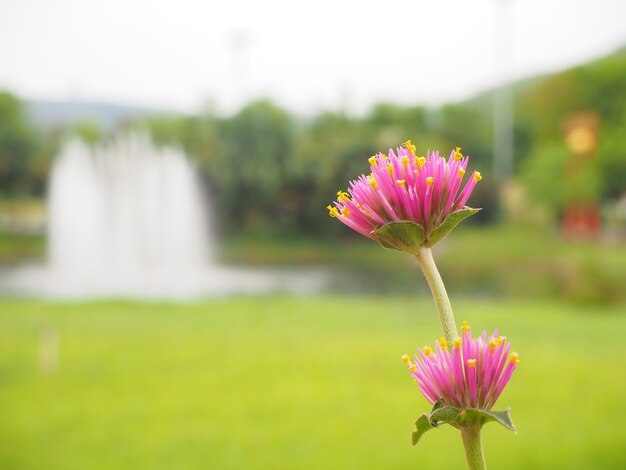 庭のピンクの花