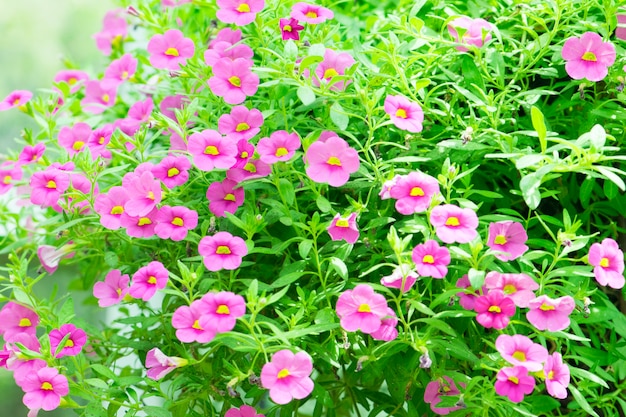 Pink flowers in the garden