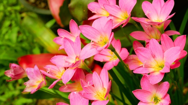 Pink flowers in the garden.